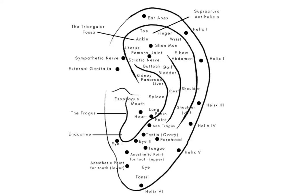 offsite ear seeds event 2